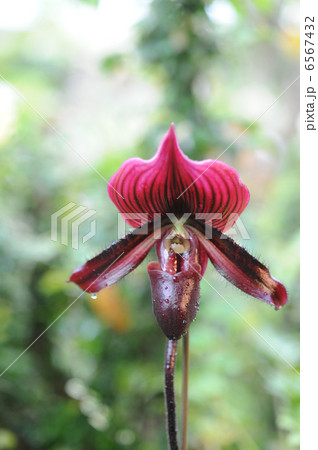 パフィオペディラム 6567432