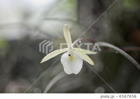 リンコレリア・グラウカ リンコレリア・グラウカ 6567656