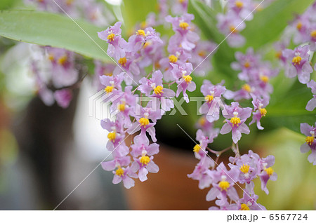 オンシジューム・オーニソリンカム 6567724