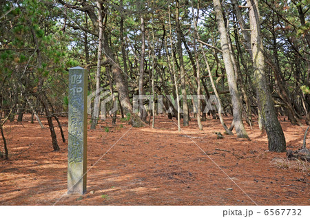 虹の松原 虹の松原 6567732