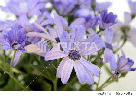 セネシオ・キオウ 6567988