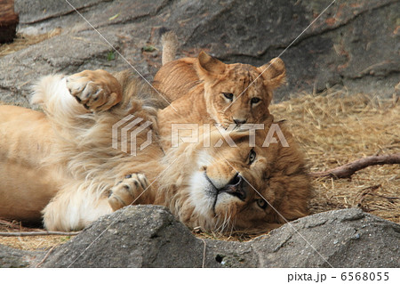 ライオン親子 ライオン親子 6568055