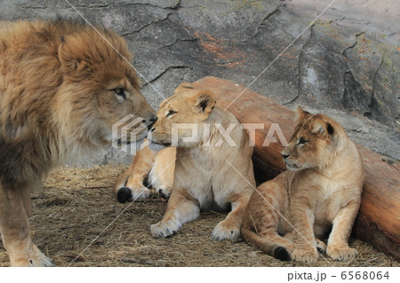 ライオン家族 6568064