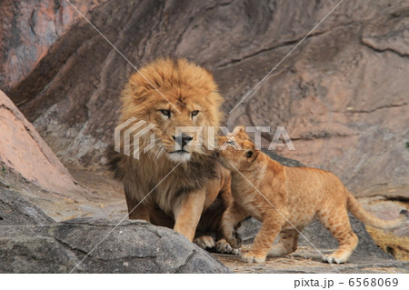 ライオン家族 6568069