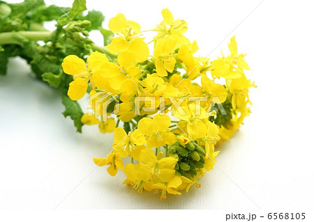 菜の花 菜の花 6568105