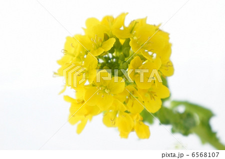 菜の花 菜の花 6568107