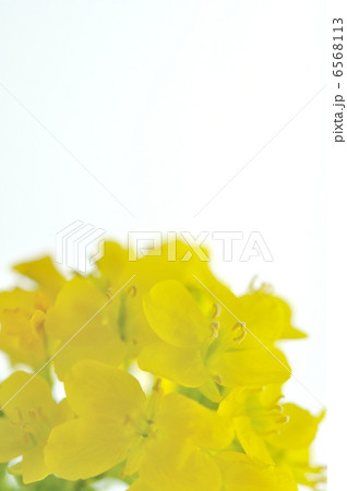 菜の花 菜の花 6568113