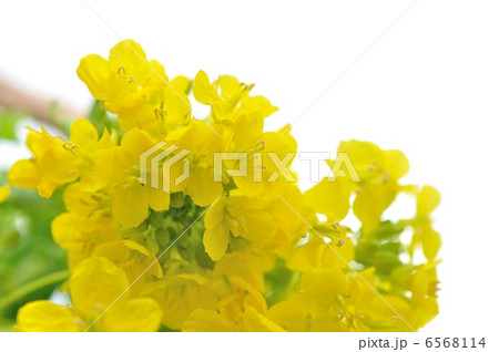 菜の花 菜の花 6568114