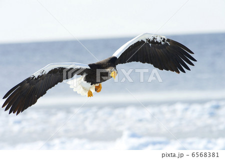 2013年2月オオワシ 2013年2月オオワシ 6568381
