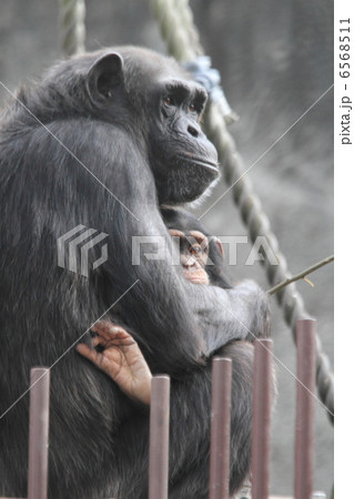 チンパンジーの赤ちゃん チンパンジーの赤ちゃん 6568511