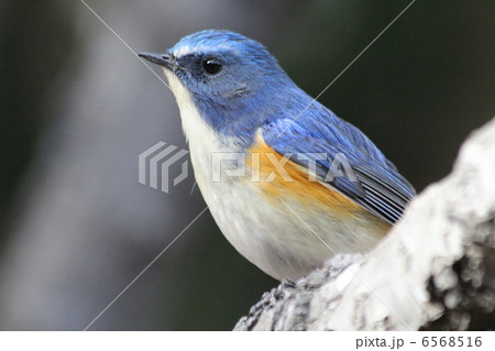 ルリビタキ 6568516