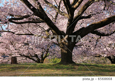 中川村・大草城址公園のエドヒガンザクラ 6568668