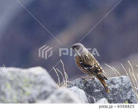 イワヒバリ 6568825