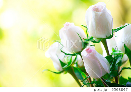 rose rose 6568847