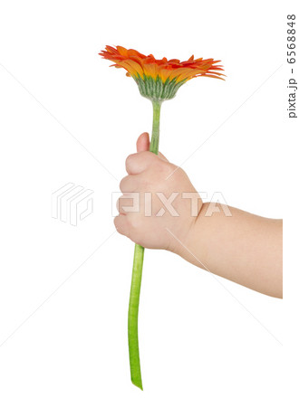 baby hand holding flower baby hand holding flower 6568848
