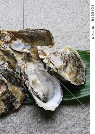 生牡蠣 6568855