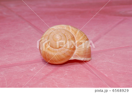 Sea shell. Sea shell. 6568929