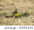 蝶 6569165