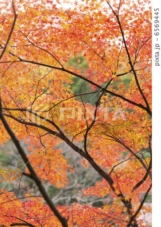 紅葉 6569445