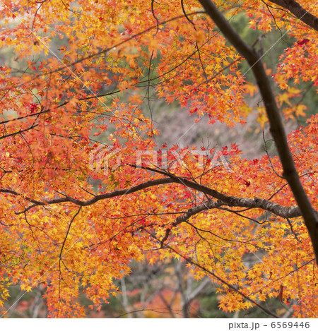 紅葉_正方形 6569446