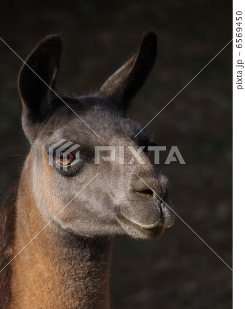 ラマの魅惑の瞳 6569450