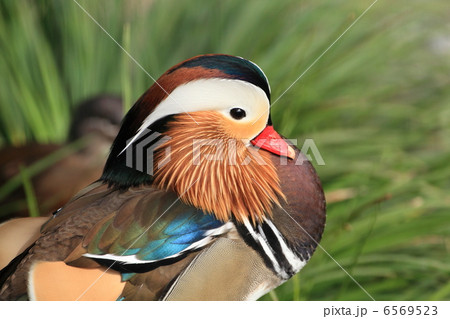 井の頭恩賜公園のカラフルな渡り鳥・オシドリ 井の頭恩賜公園のカラフルな渡り鳥・オシドリ 6569523