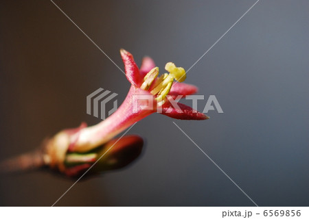 ウグイスカグラ 6569856