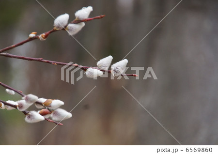 フリソデヤナギ 6569860