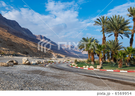 palm trees near road in Israel 6569954