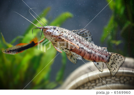 Aquarium small fishes ( Hoplosternum thoracatum) 6569960