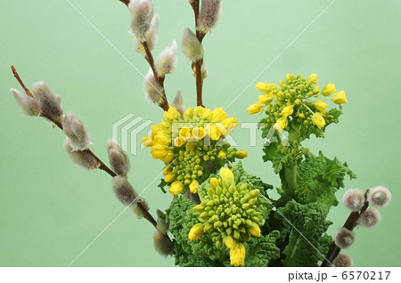 ねこやなぎと菜の花 6570217