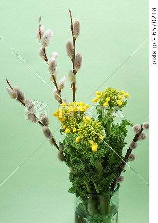 ねこやなぎと菜の花 6570218