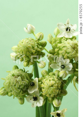 オーニソガラム・サンデルシー 6570255