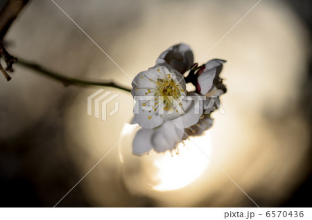 梅の花 6570436