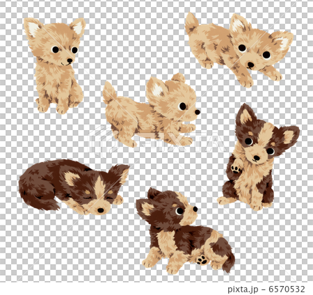 Cute dog Cute dog 6570532