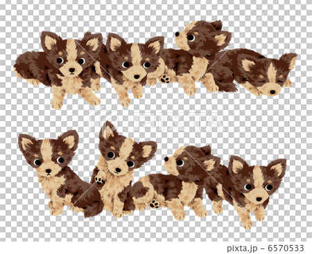 Cute dog Cute dog 6570533
