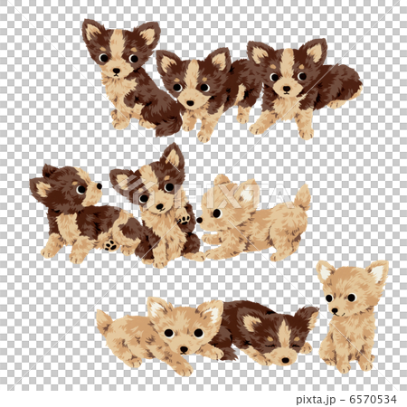 Cute dog Cute dog 6570534