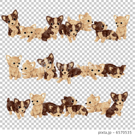Cute dog Cute dog 6570535