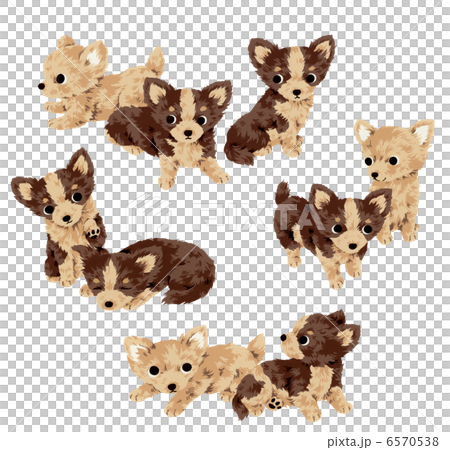 Cute dog Cute dog 6570538