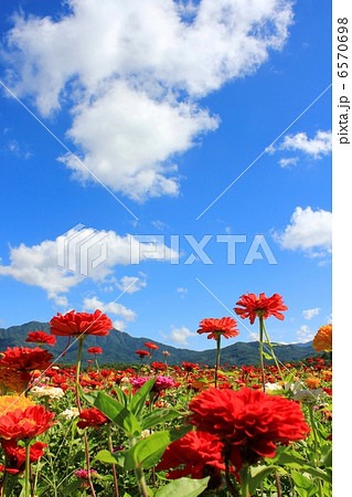 夏の空と百日草 夏の空と百日草 6570698