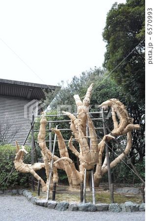 ソテツのこも巻き ソテツのこも巻き 6570993