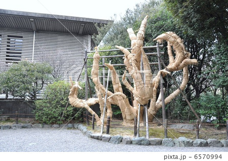 ソテツのこも巻き 6570994