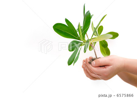 growth concept 6575866