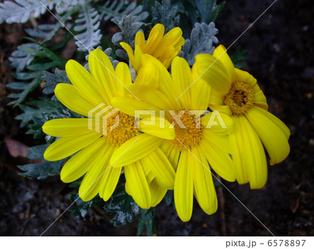 ユリオプスデージー 花 植物 黄花 ユリオプスデージー 花 植物 黄花 6578897