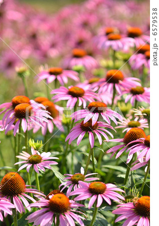 エキナセア 6579538