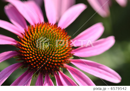 エキナセア 6579542