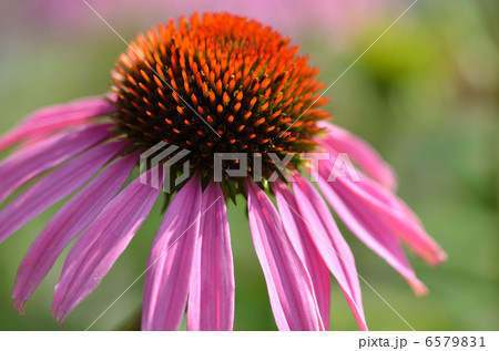 エキナセア 6579831