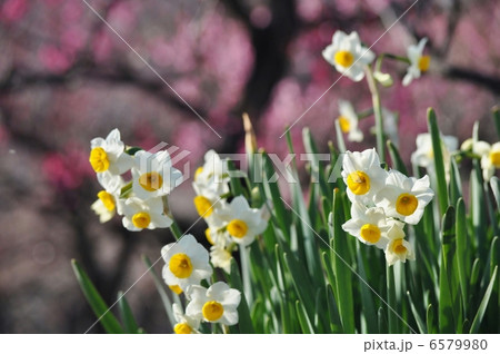 水仙と梅 6579980