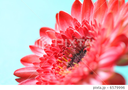 ガーベラ ガーベラ 6579996