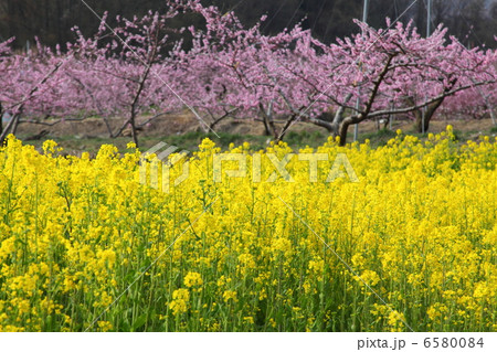 菜の花と桃の花 菜の花と桃の花 6580084